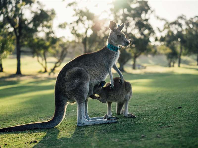Australia Family Package from Ludhiana