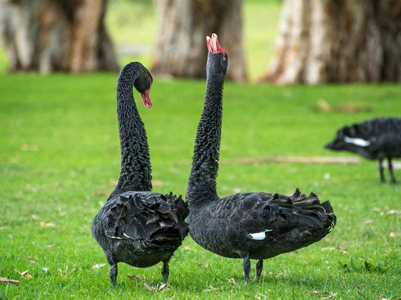 Australia Honeymoon Package from Delhi