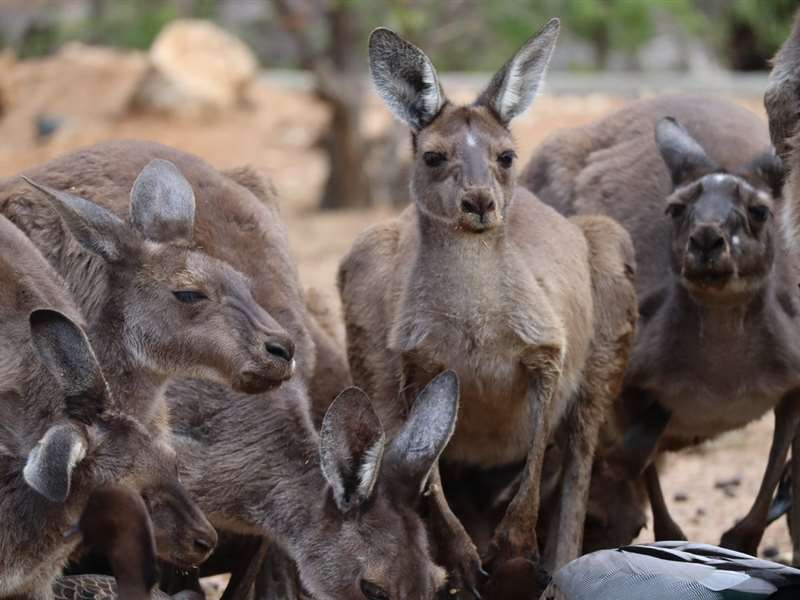 Australia Honeymoon Package from Mysore